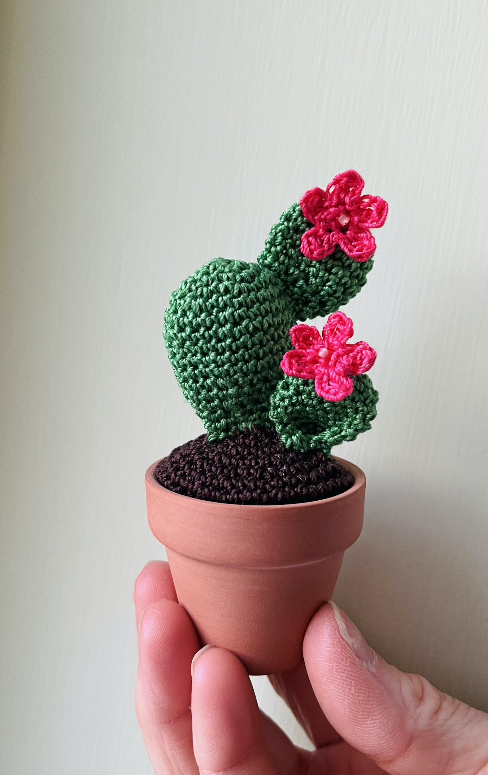 Mini cactus